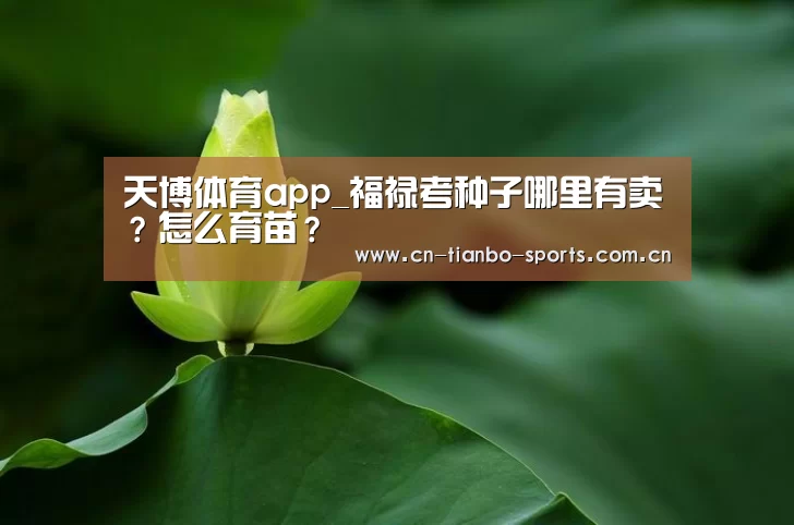天博体育app_福禄考种子哪里有卖?怎么育苗?(图1) 天博体育